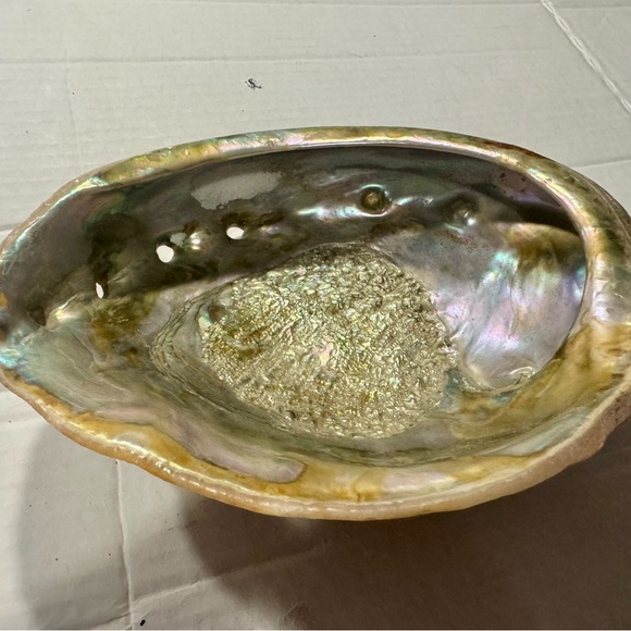 Iridescent Abalone Shell - Picture 2 of 8